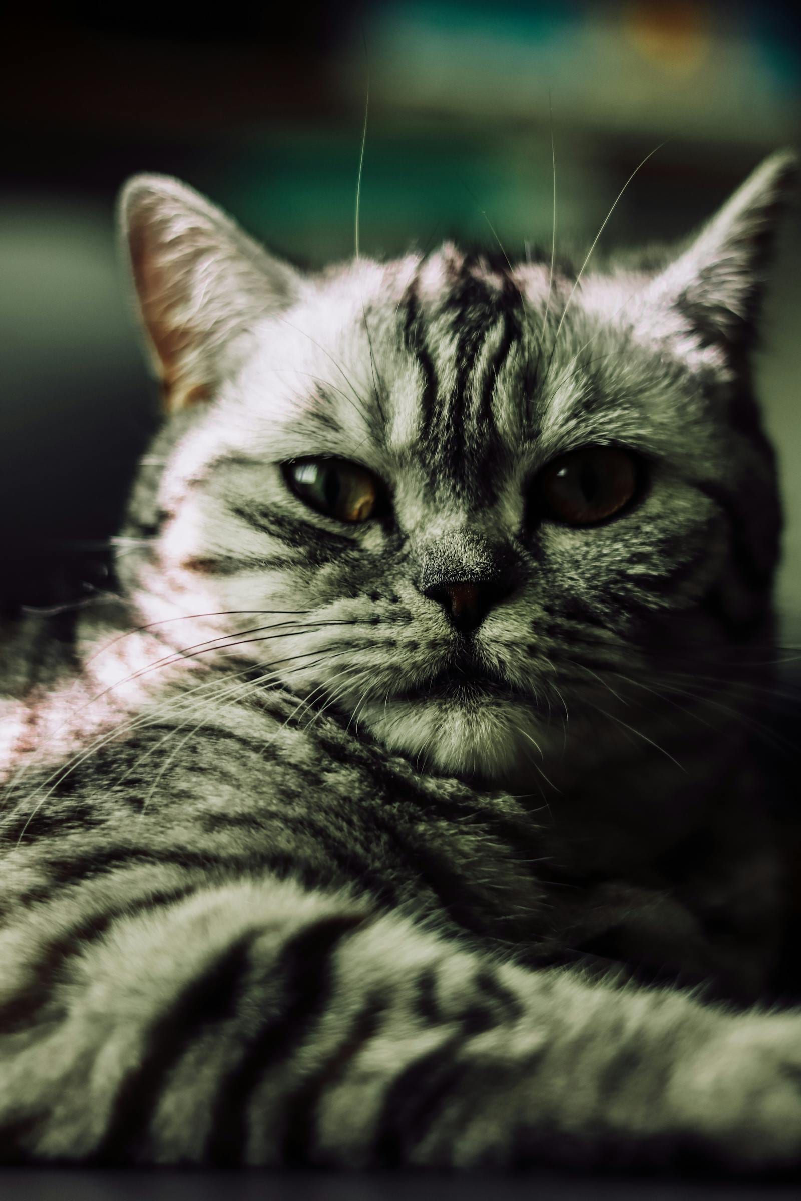 American Shorthair