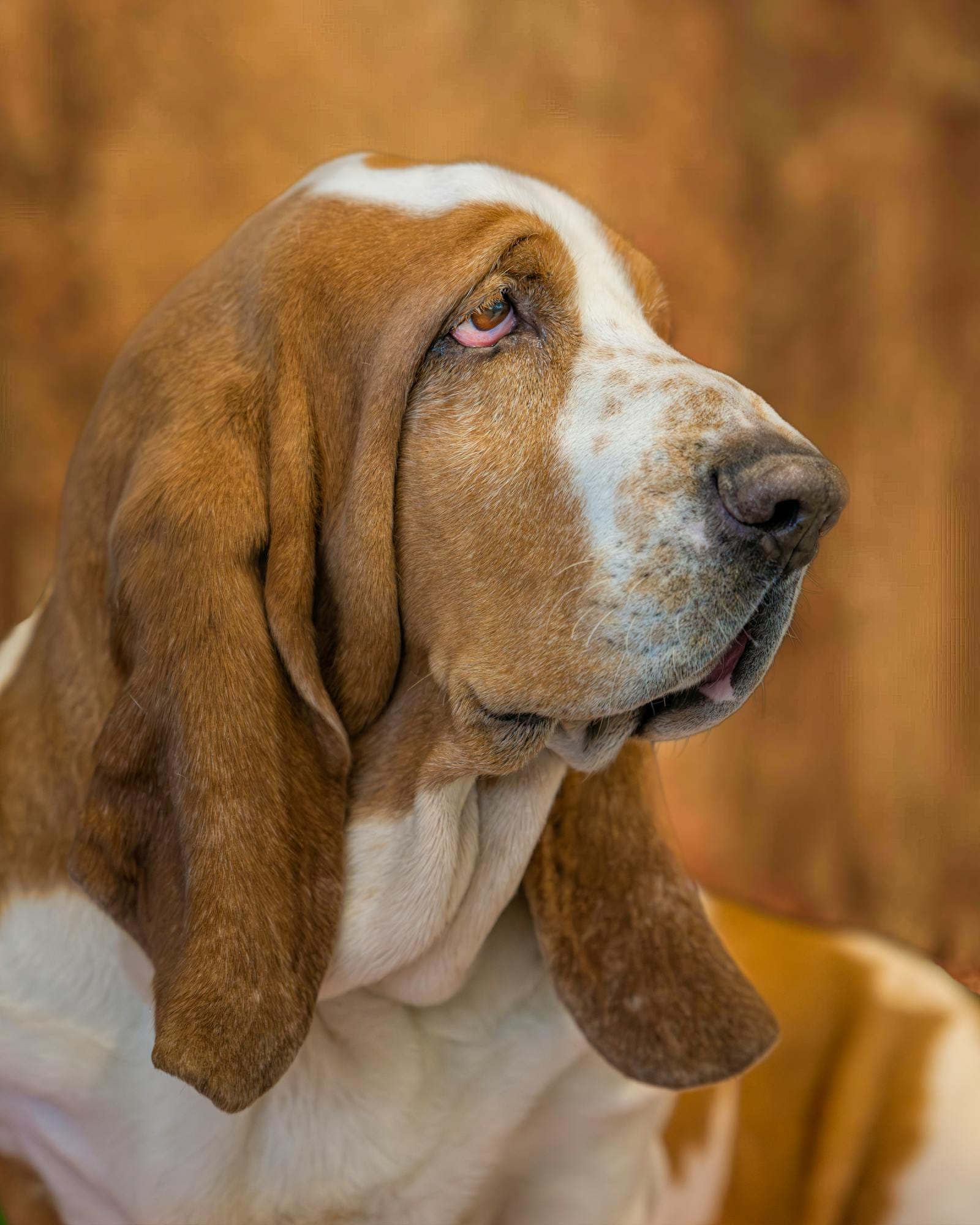 Basset Hound