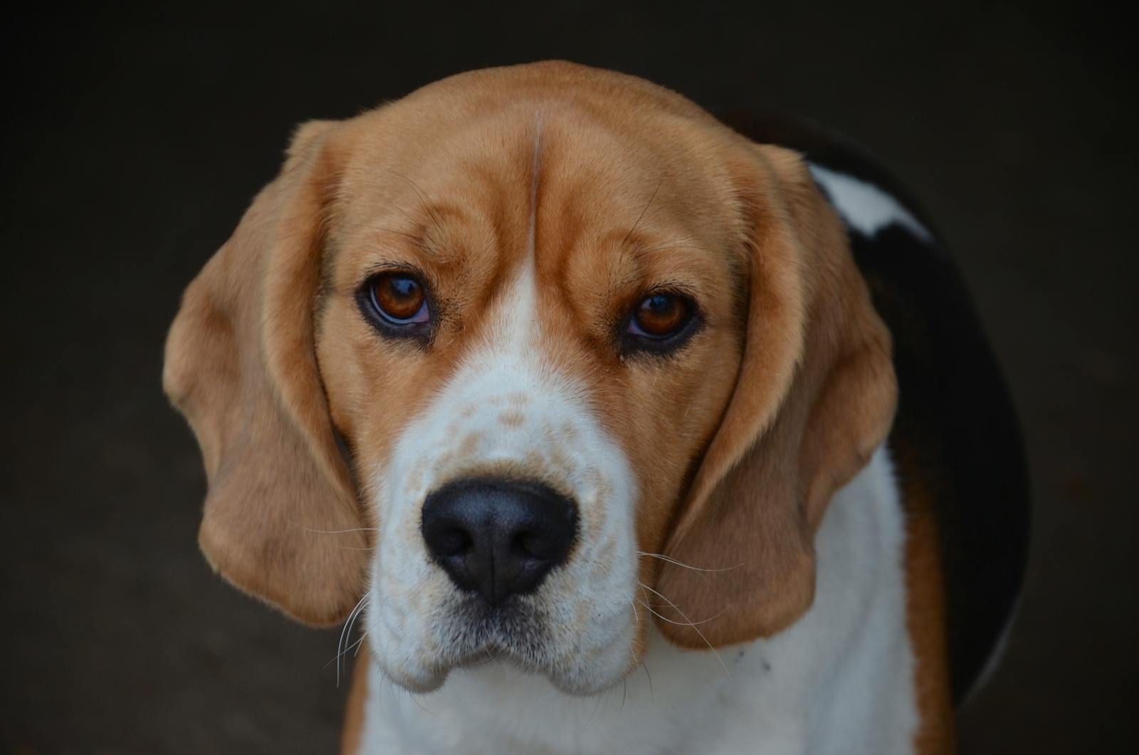 Beagle