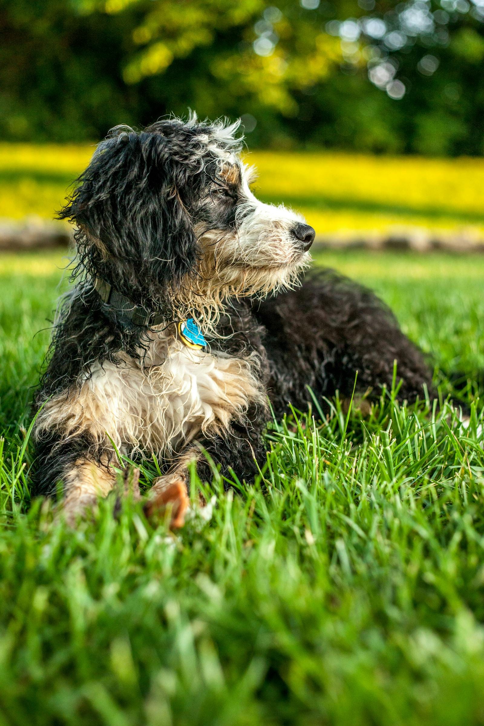Bernedoodle