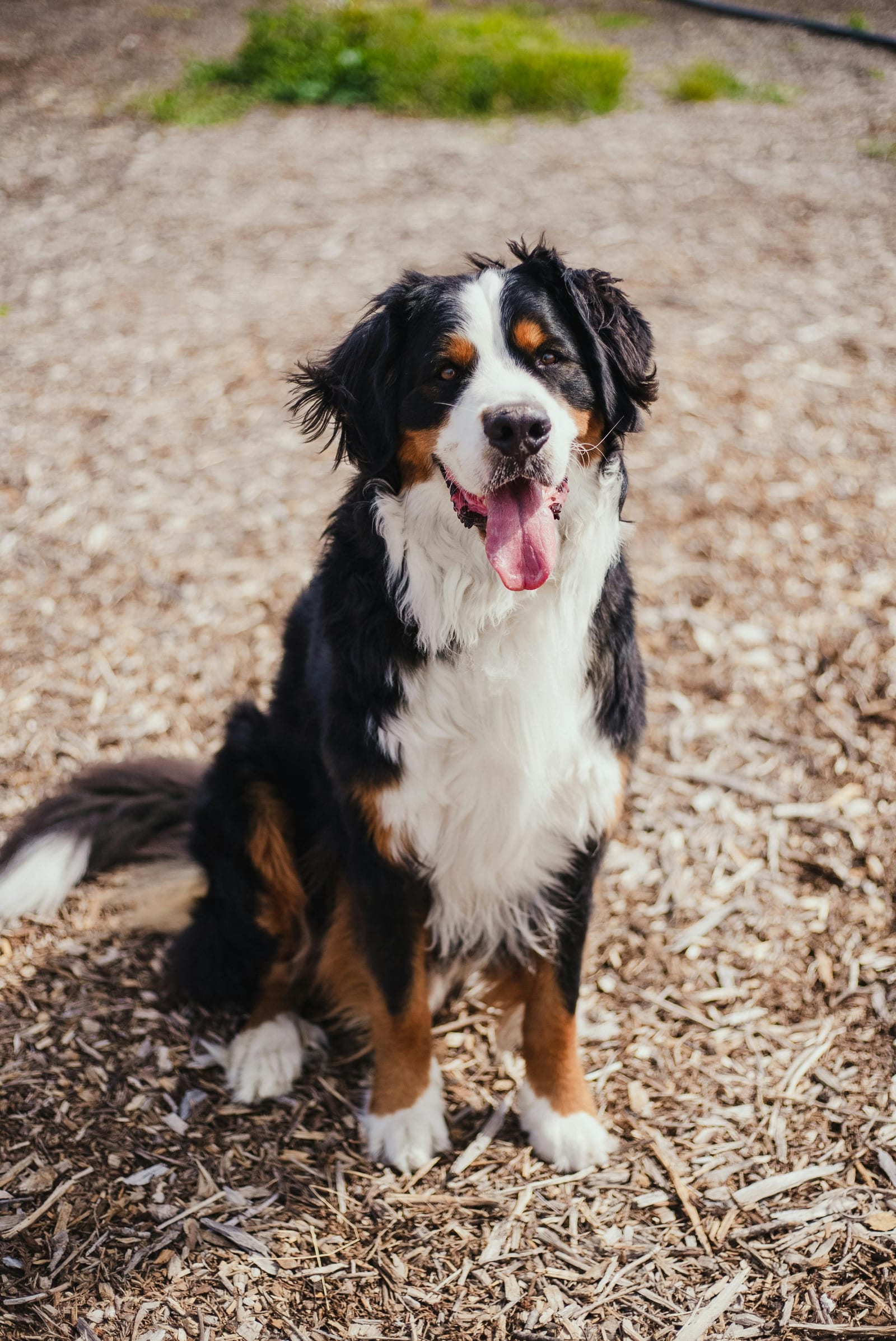 Bernese Mountain Dog
