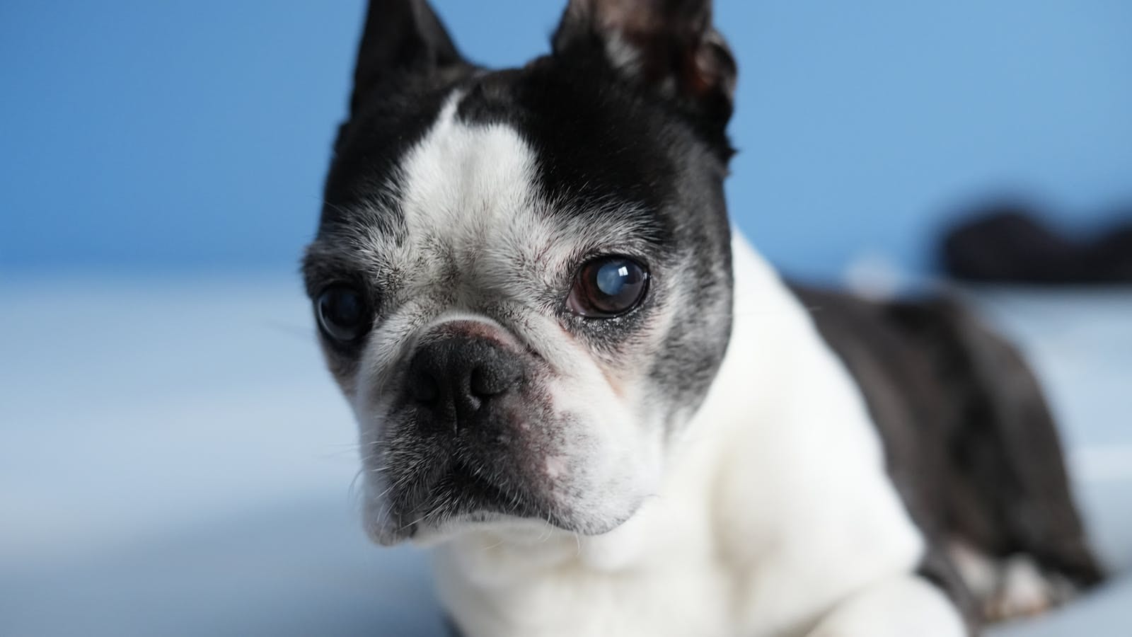 Boston Terrier