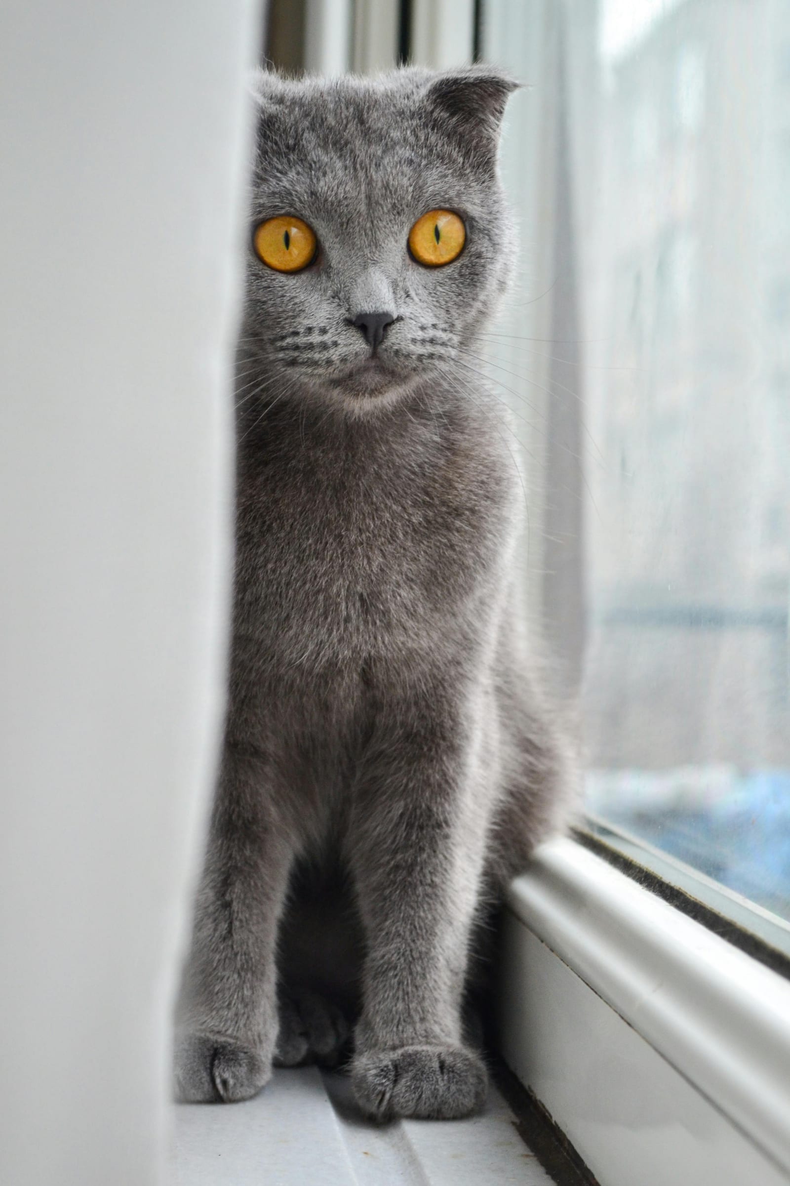 British Shorthair