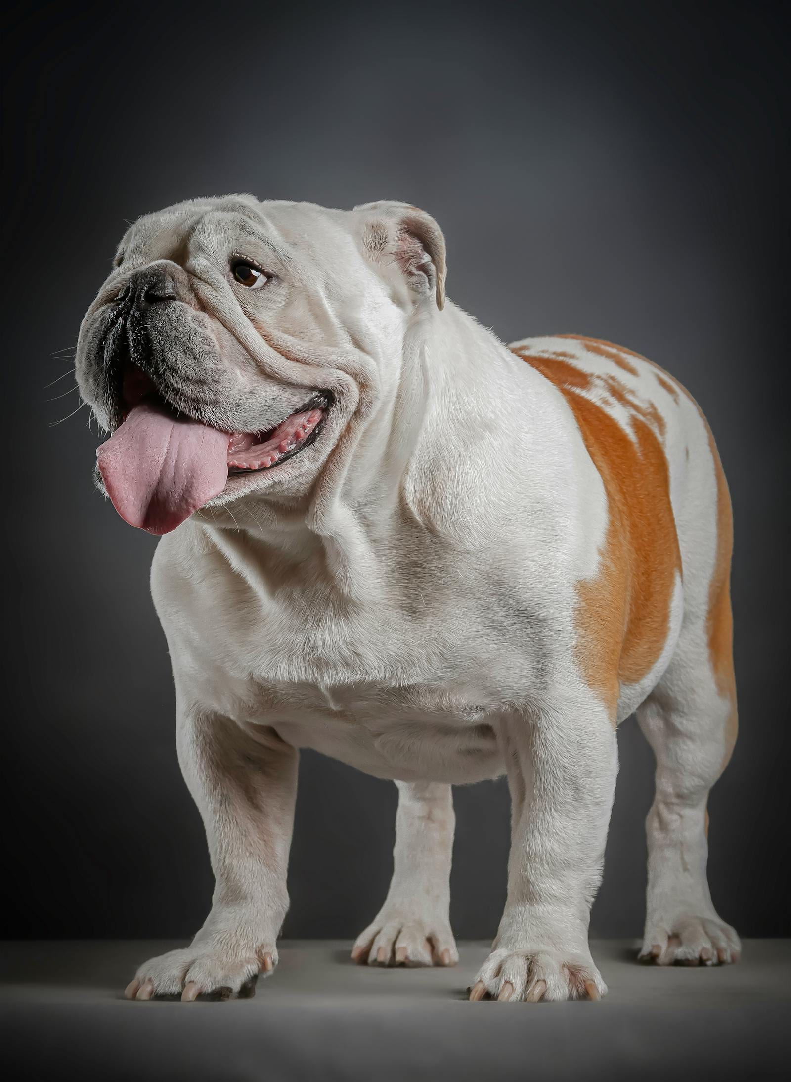 Bulldog