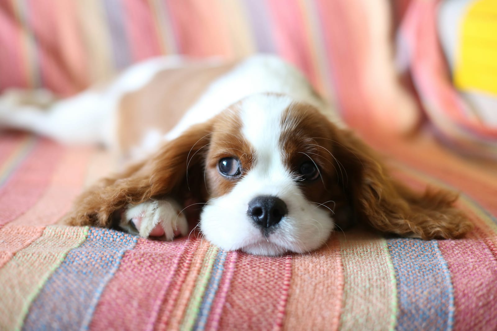 Cavalier King Charles