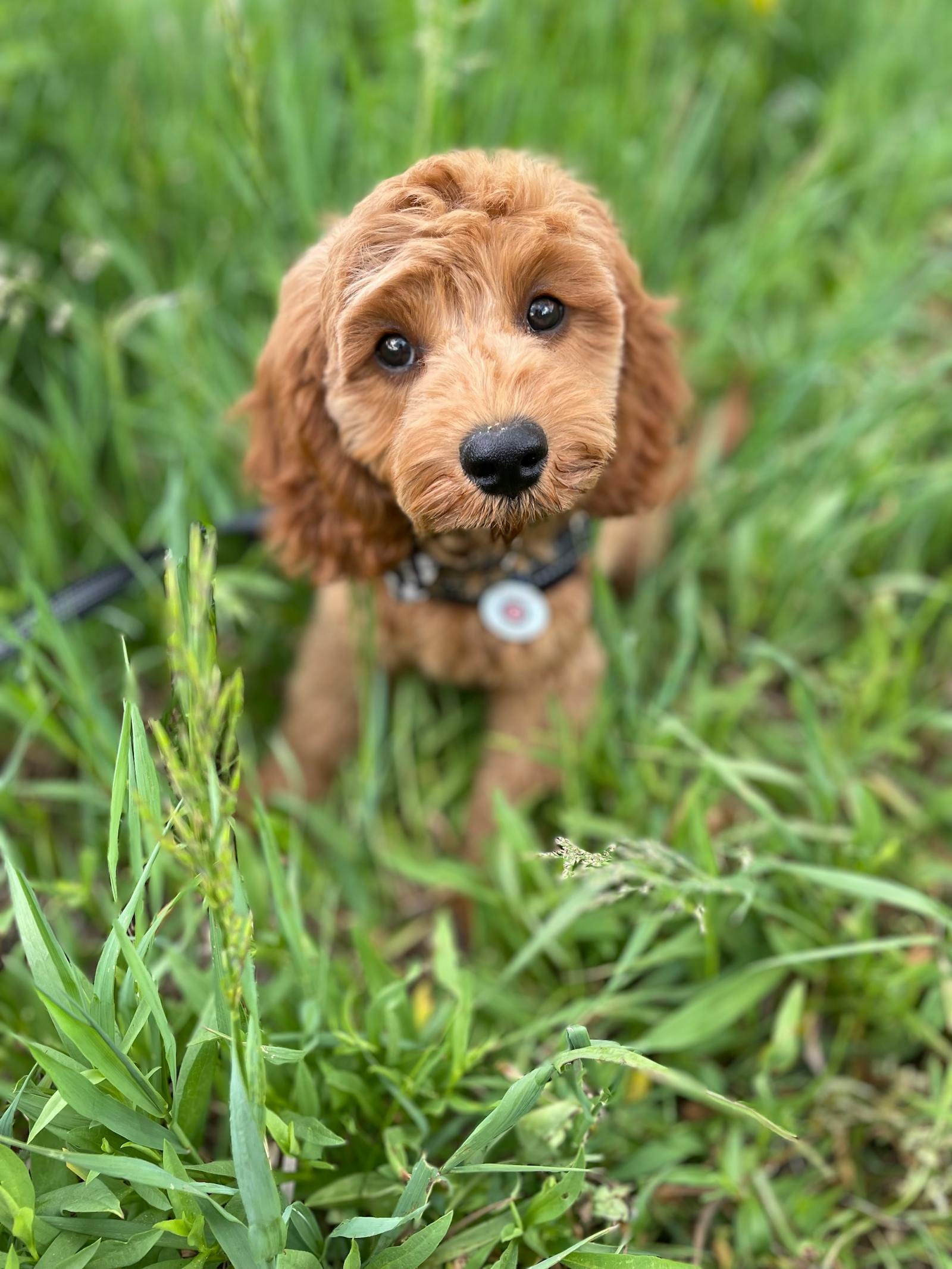 Cavapoo