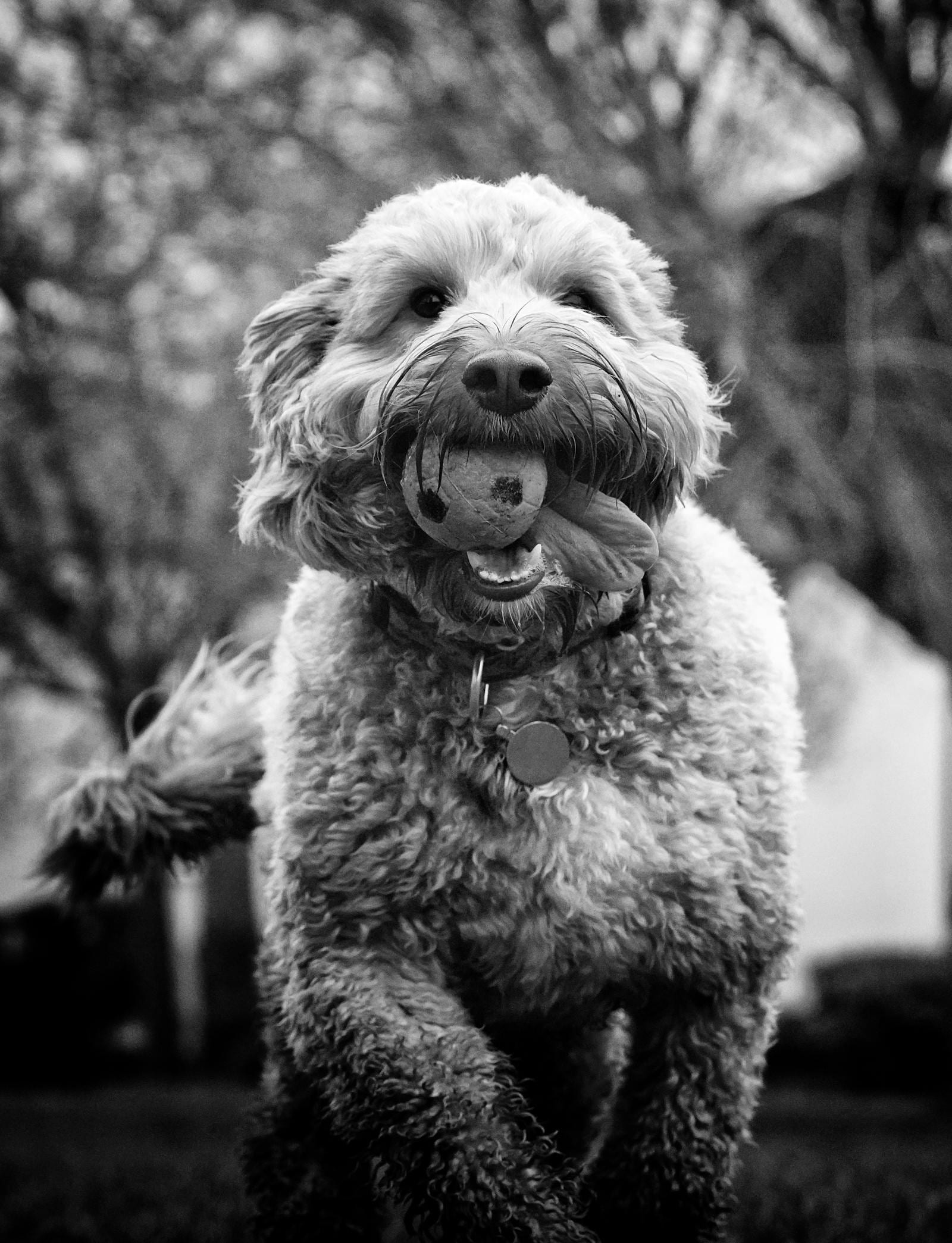 Cockapoo
