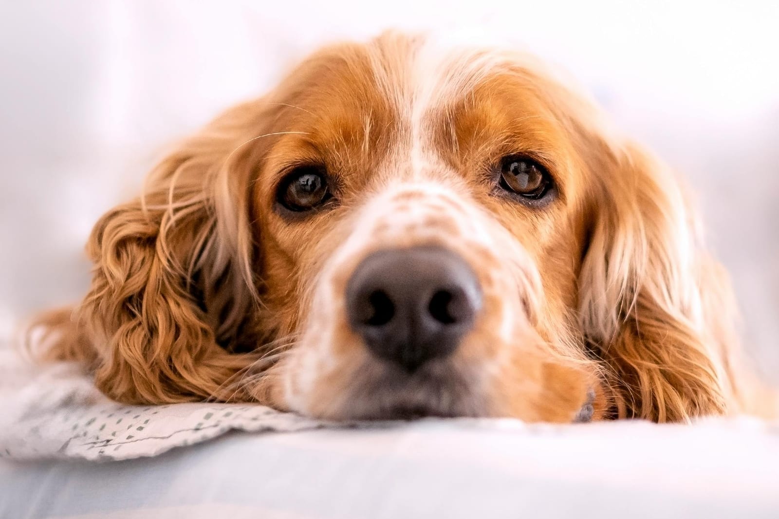Cocker Spaniel