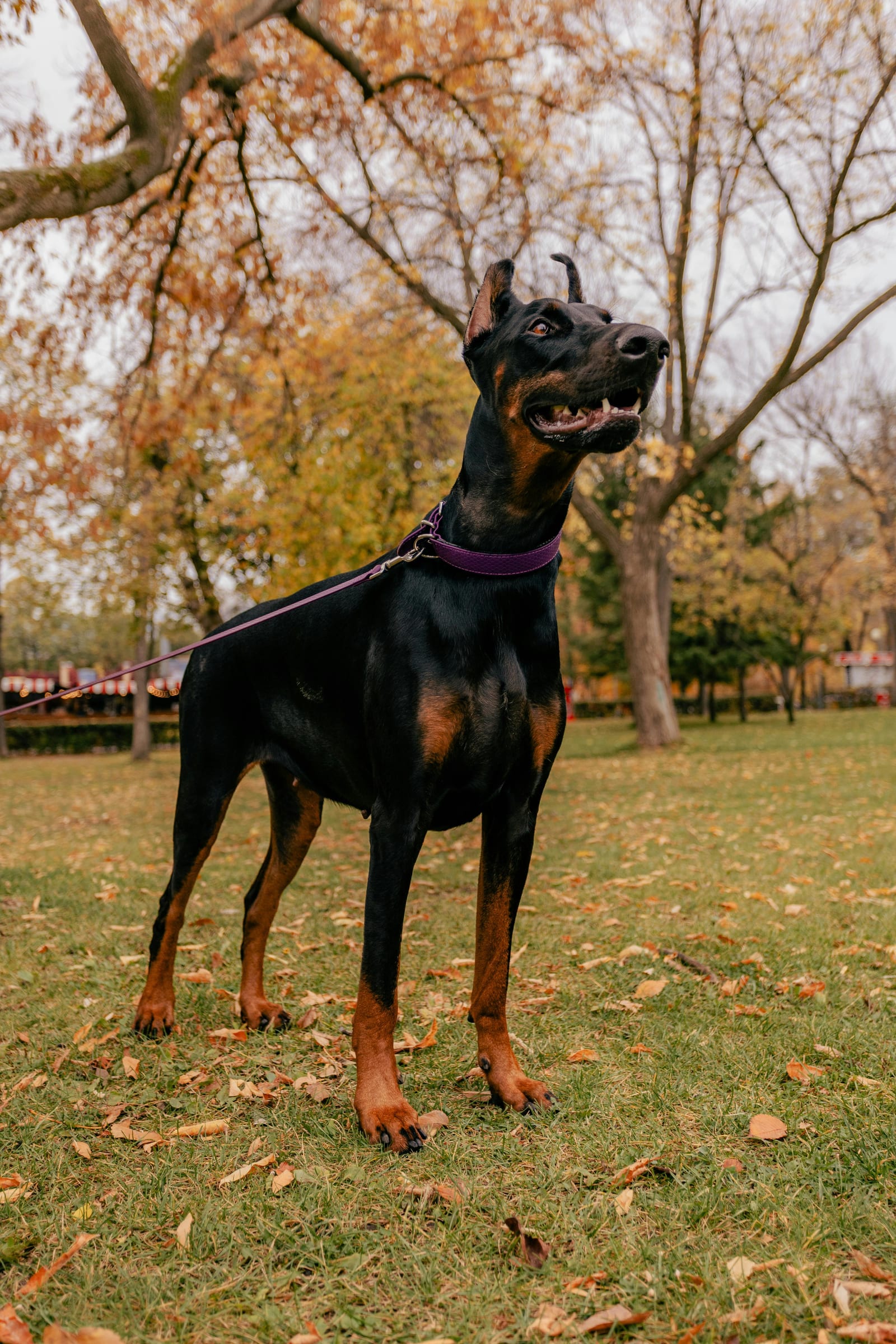 Doberman Pinscher