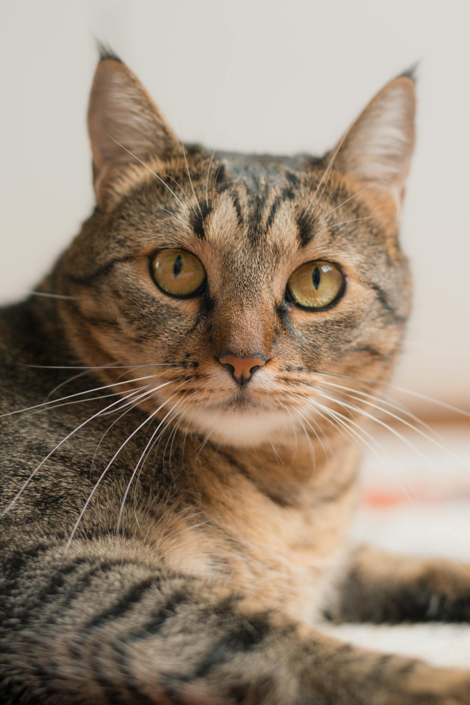 Domestic Shorthair