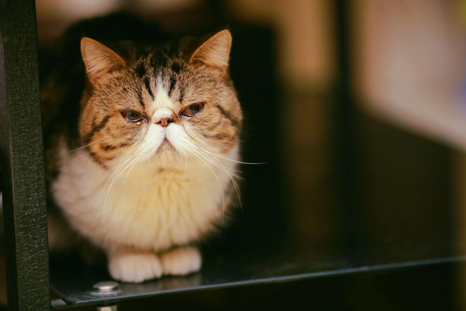 Exotic Shorthair