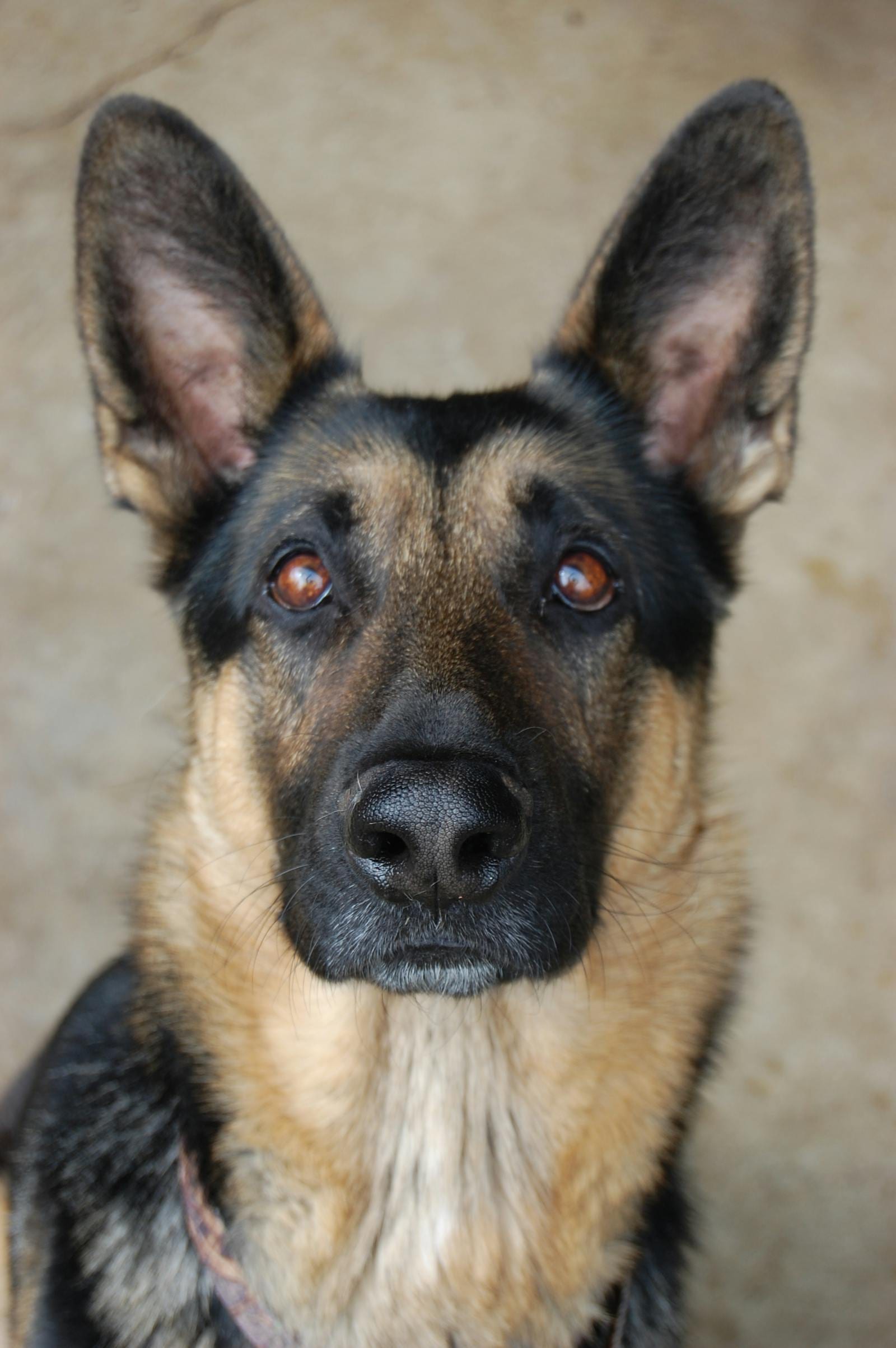German Shepherd