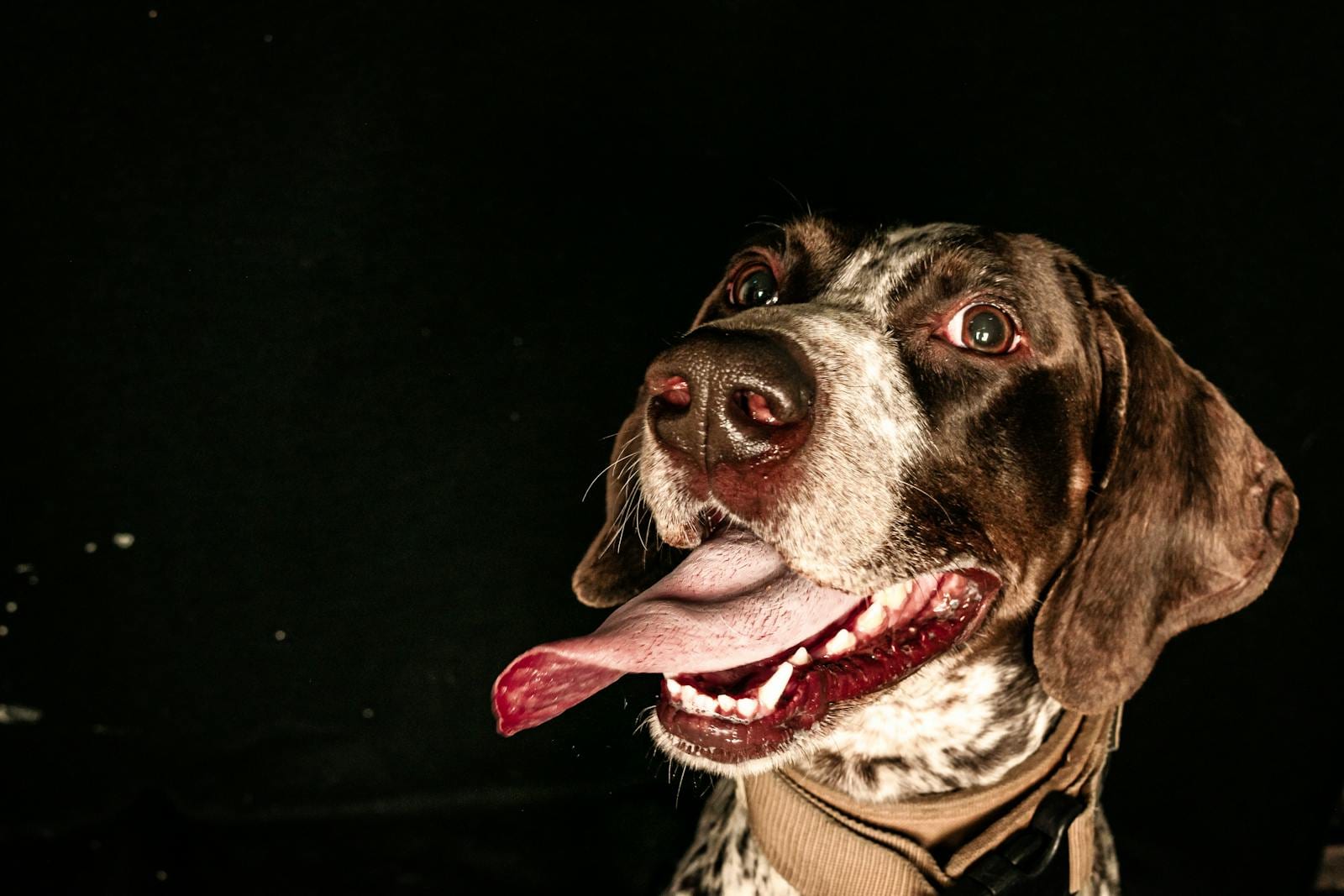 German Shorthaired Pointer