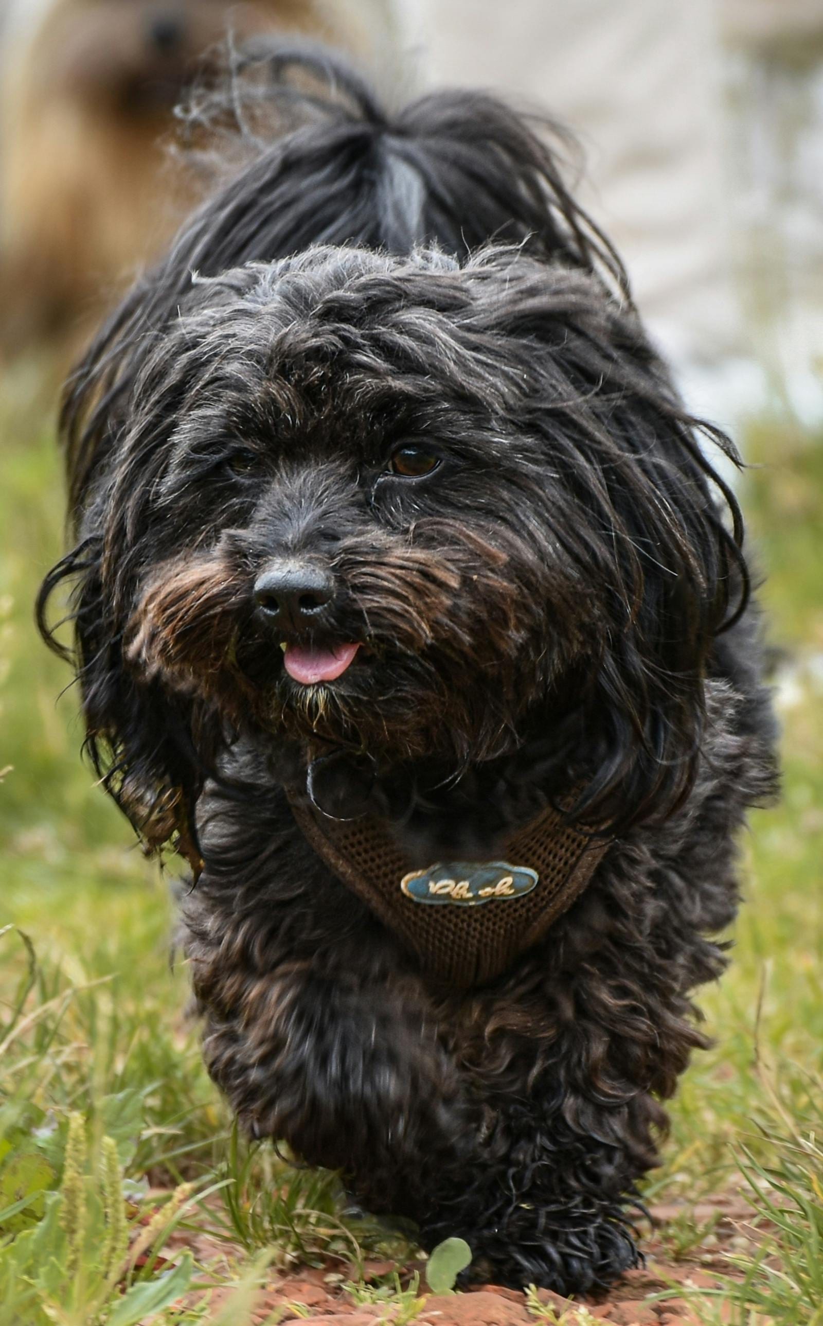 Havanese