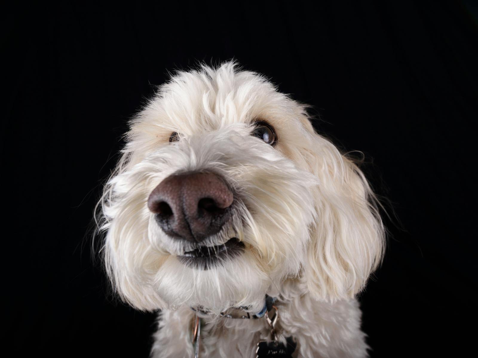 Labradoodle