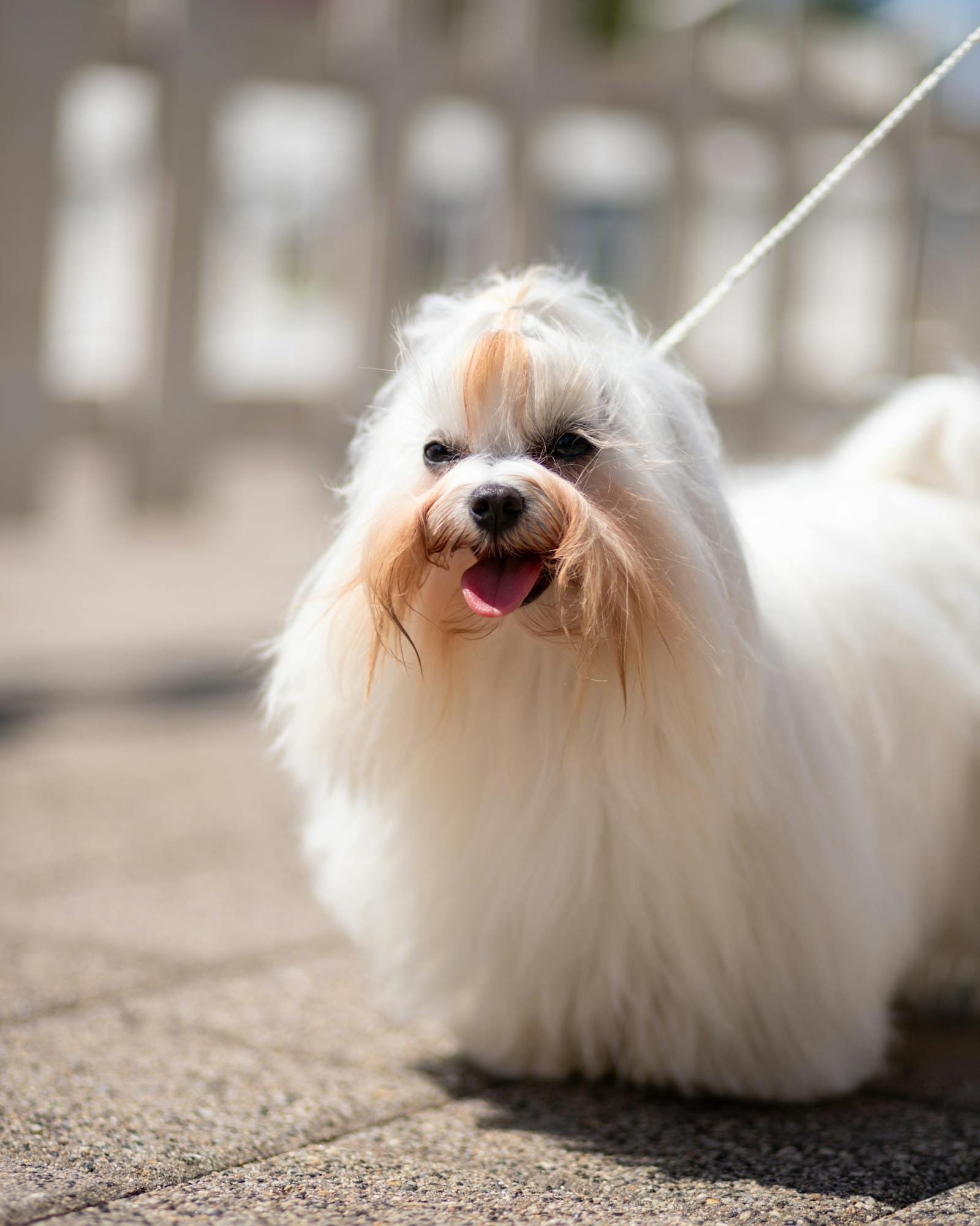 Maltese