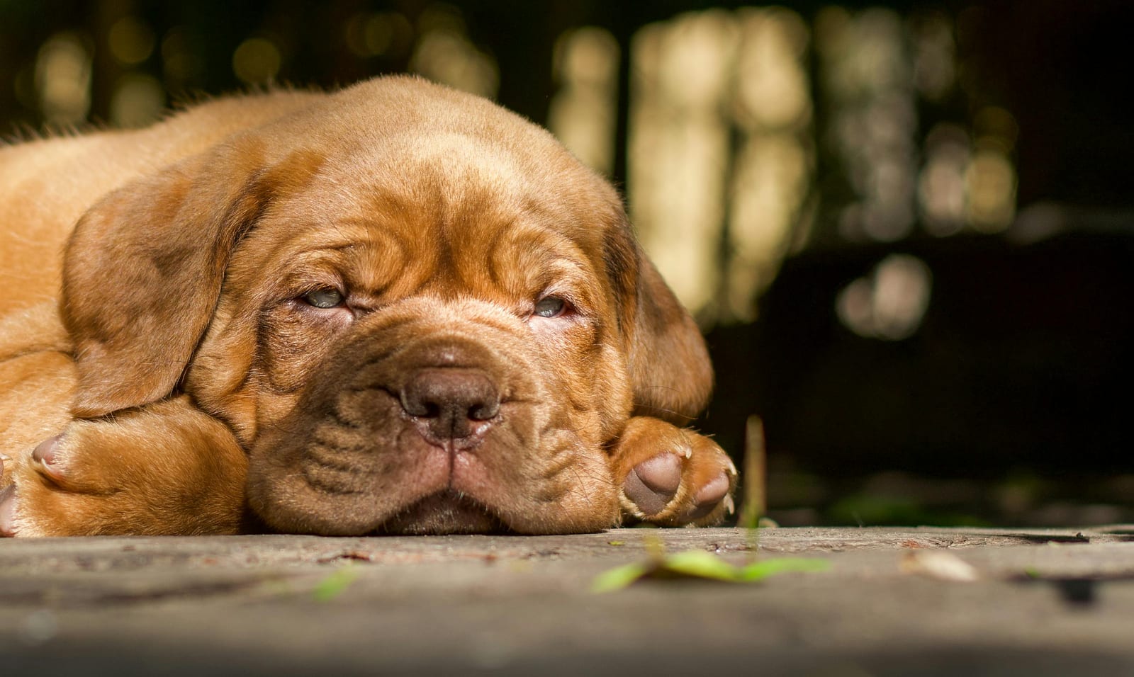 Mastiff