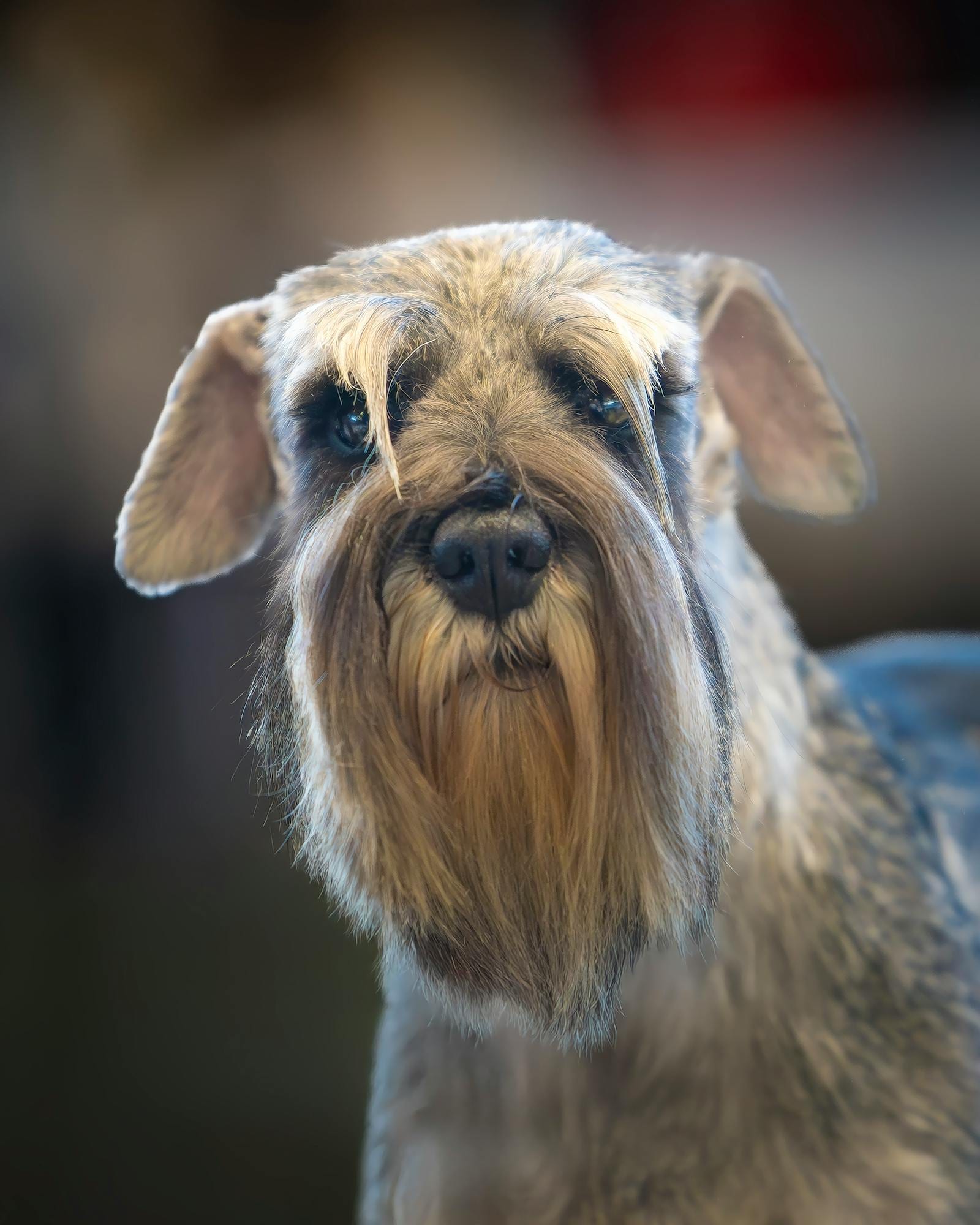 Miniature Schnauzer