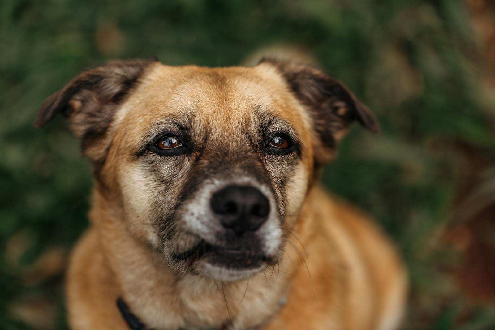 Mixed Breed Dog