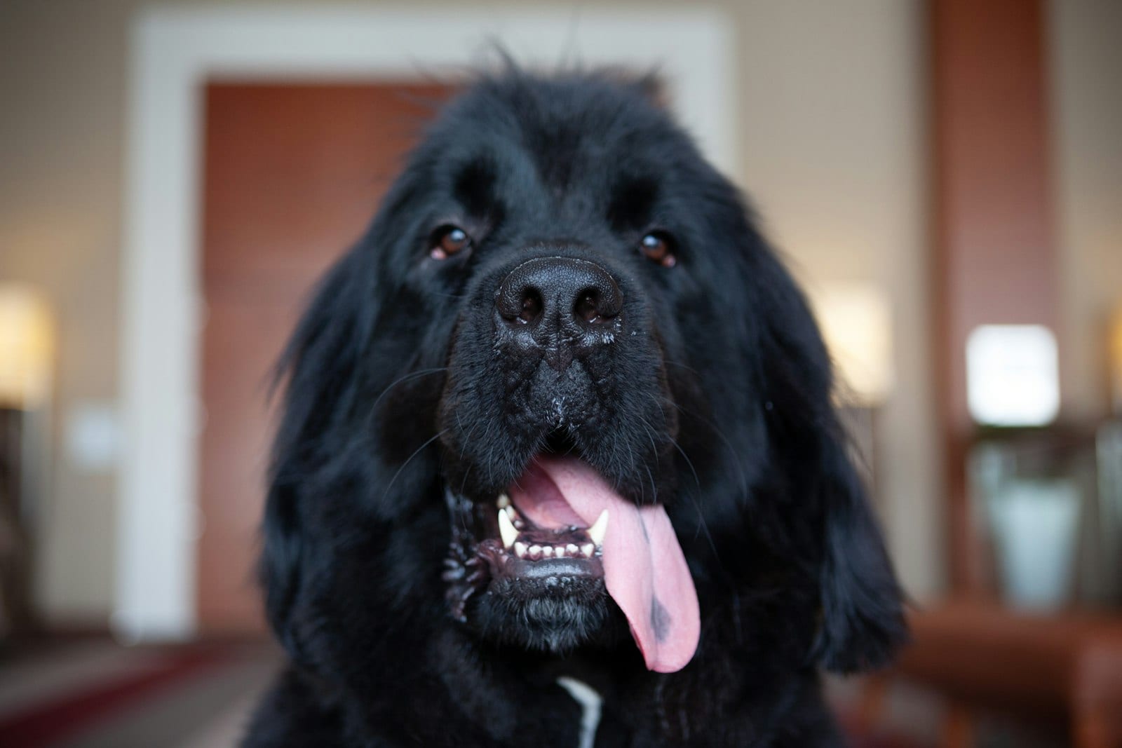 Newfoundland