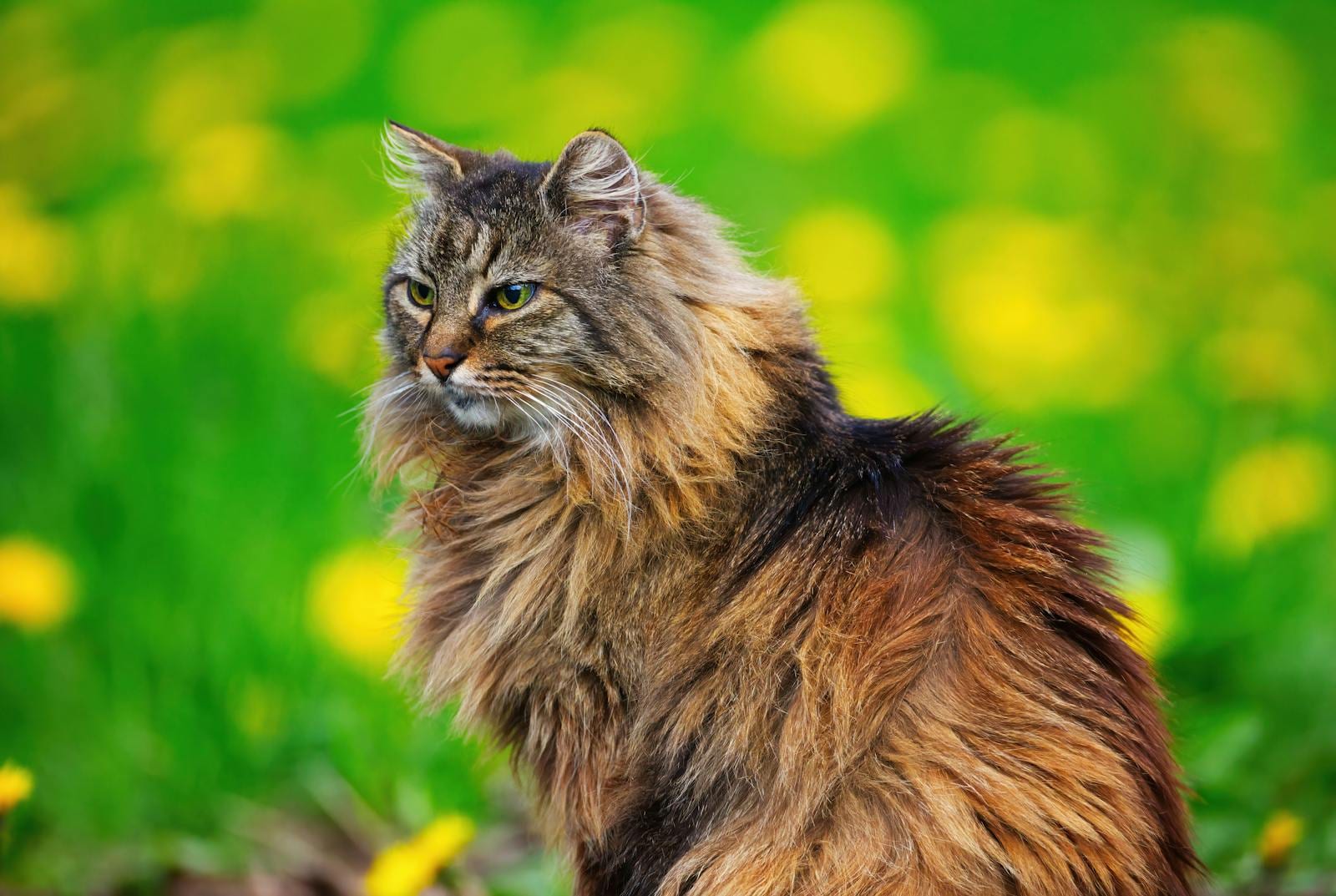 Norwegian Forest Cat