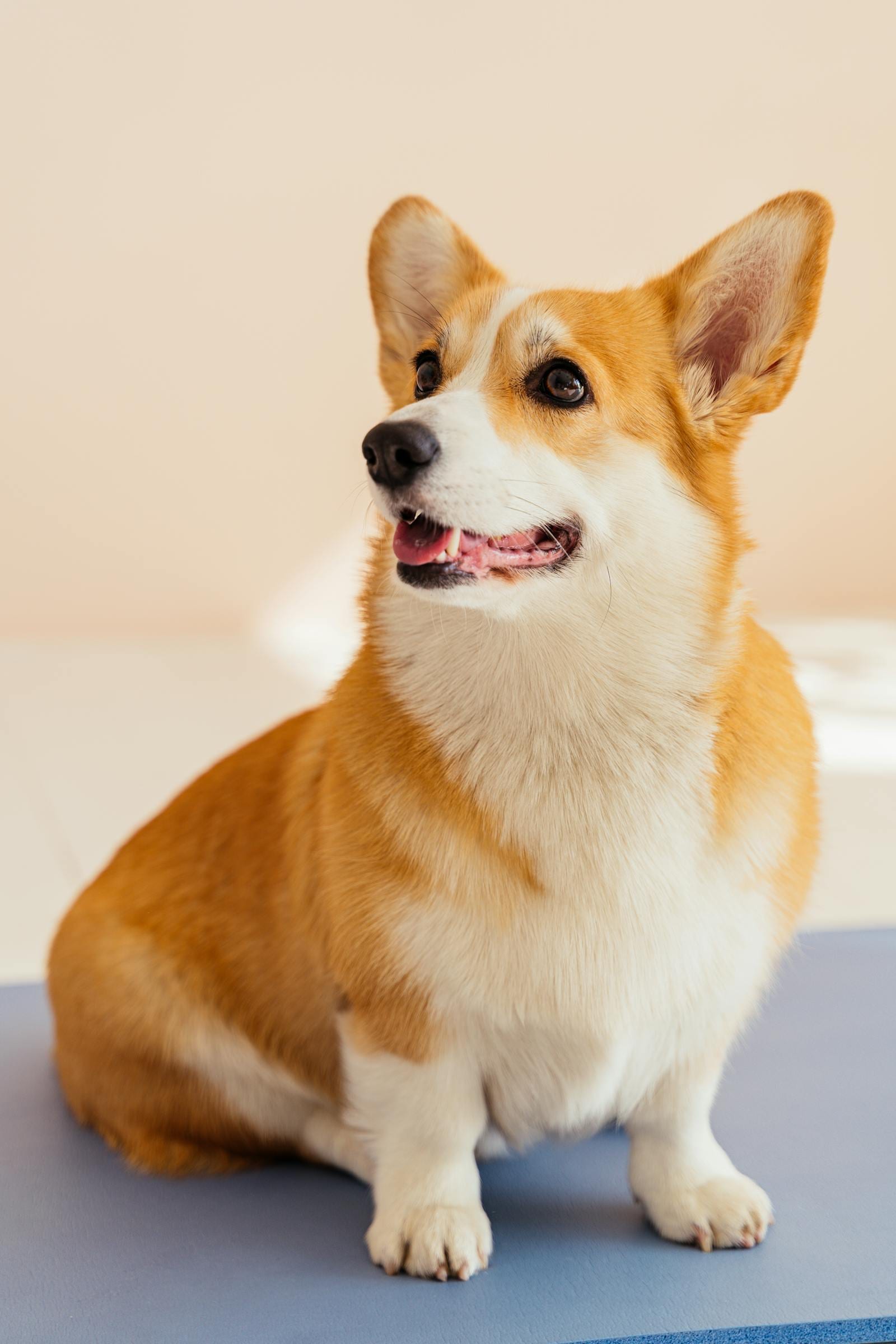 Pembroke Welsh Corgi