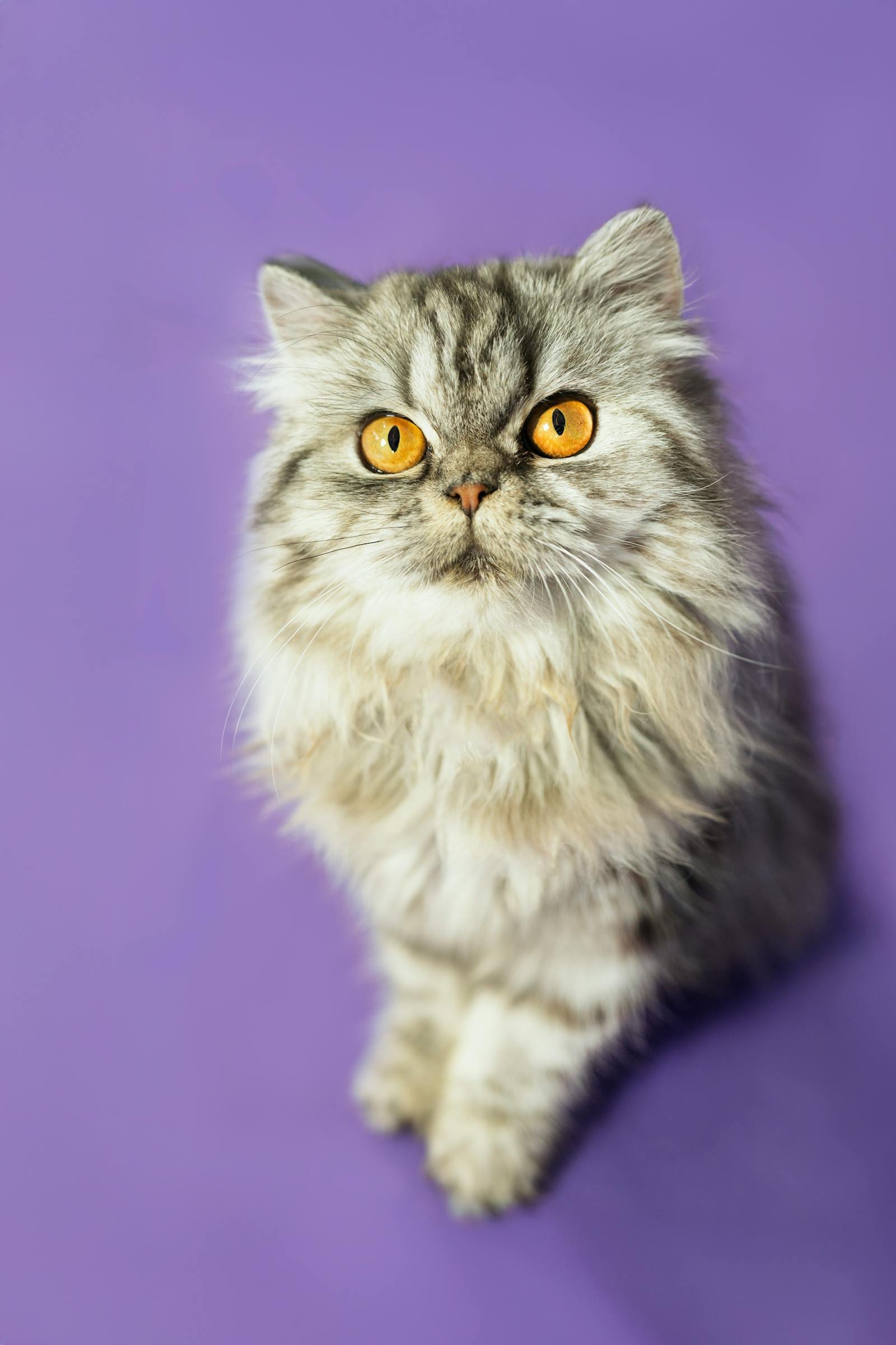 Persian