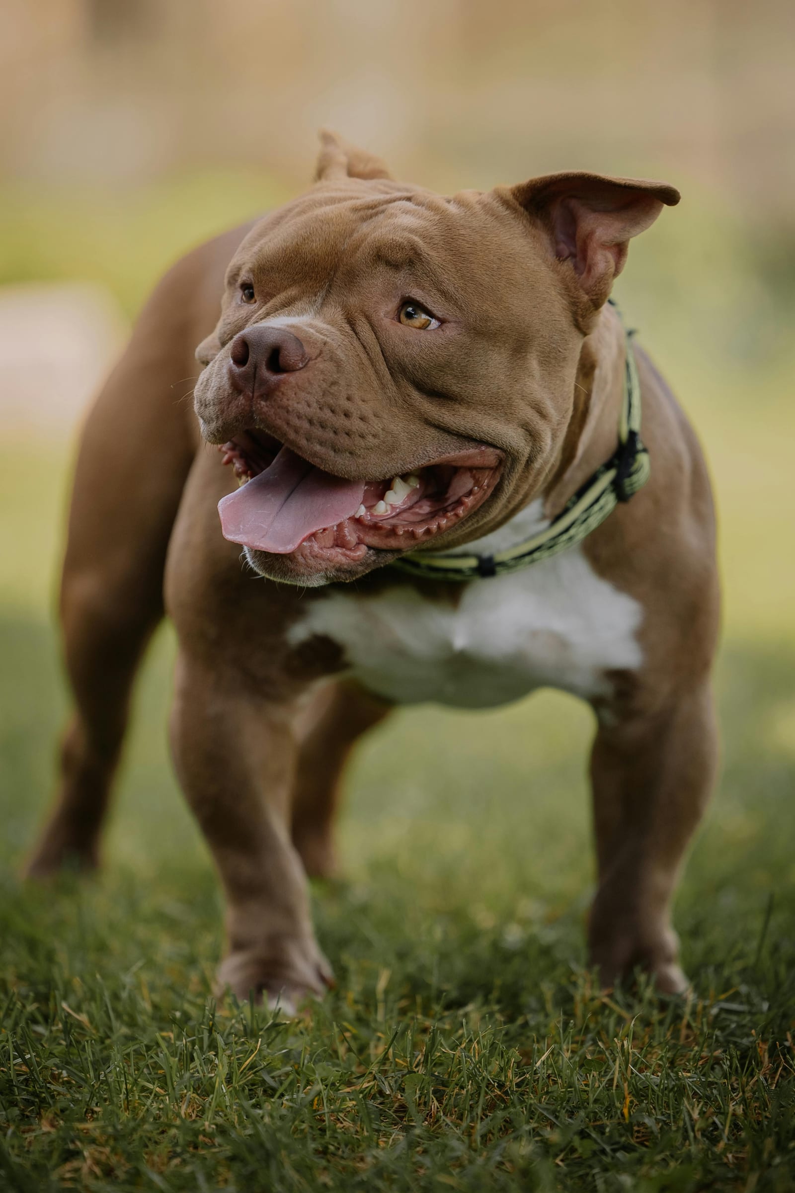 Pit Bull / Amstaff
