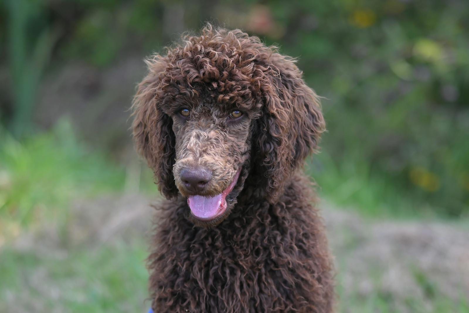 Poodle (standard)