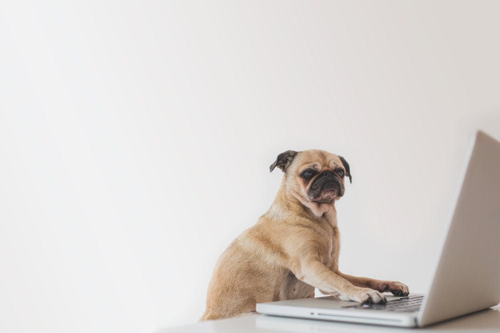 Pug