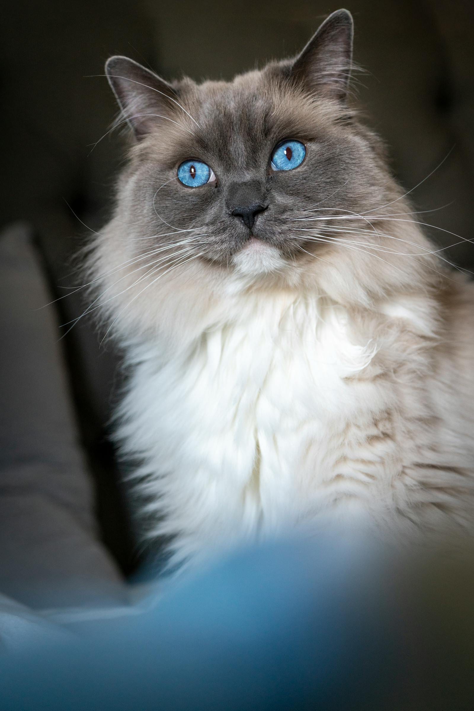 Ragdoll
