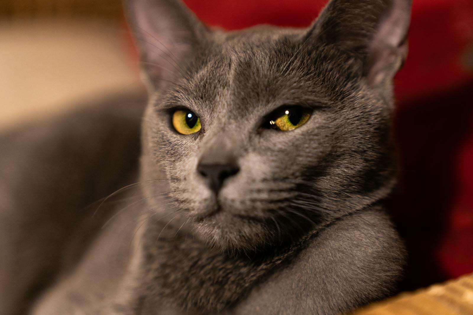 Russian Blue