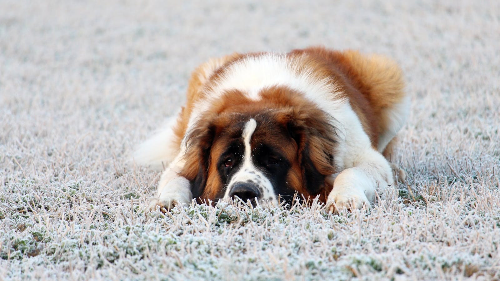 Saint Bernard dog — sample photo