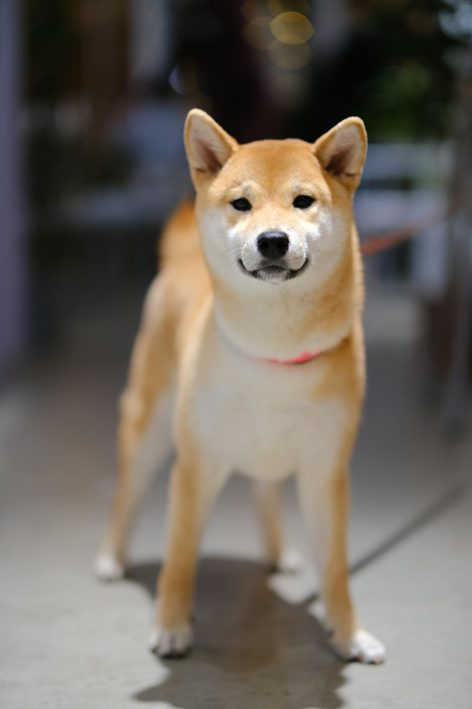 Shiba Inu