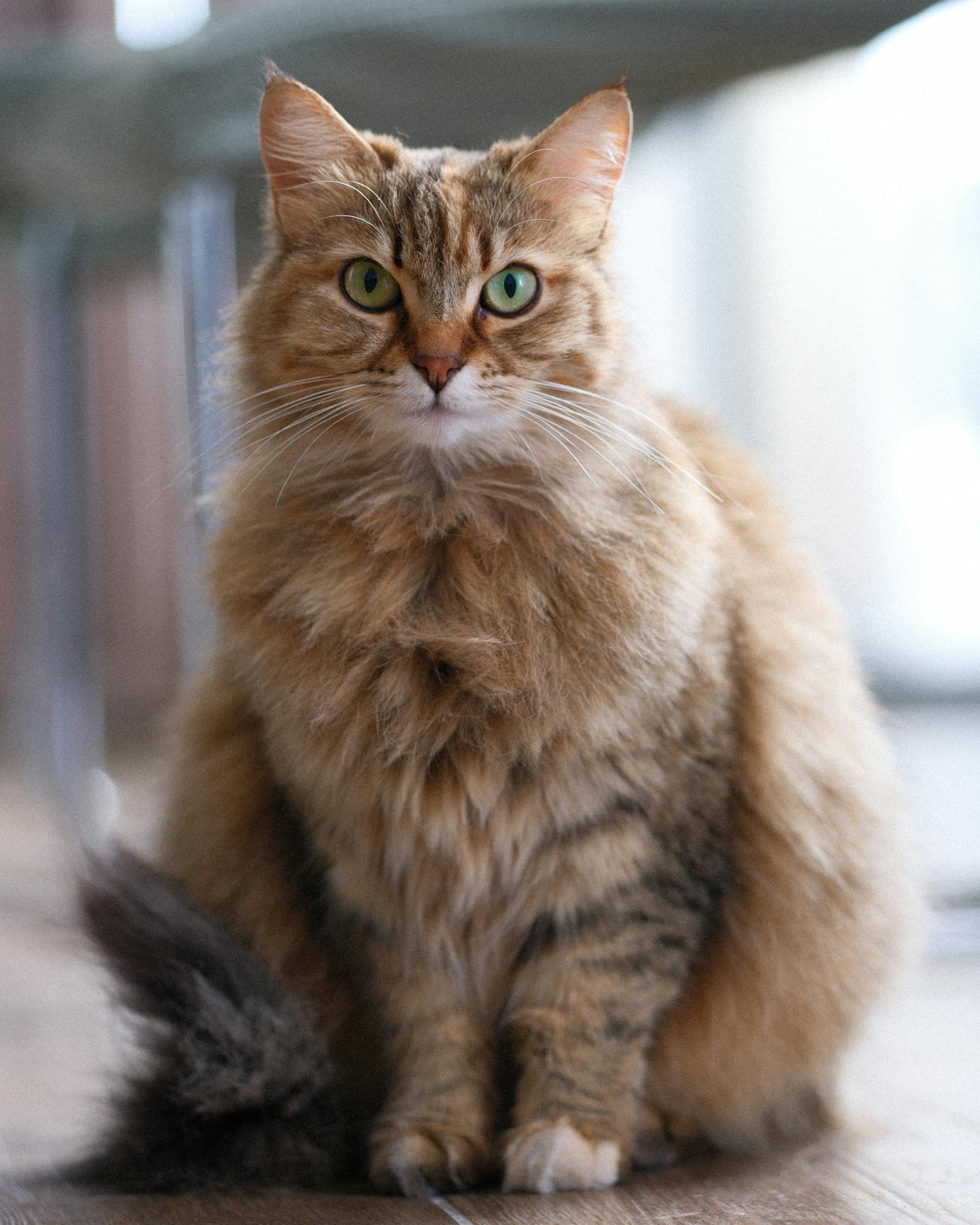 Siberian Cat