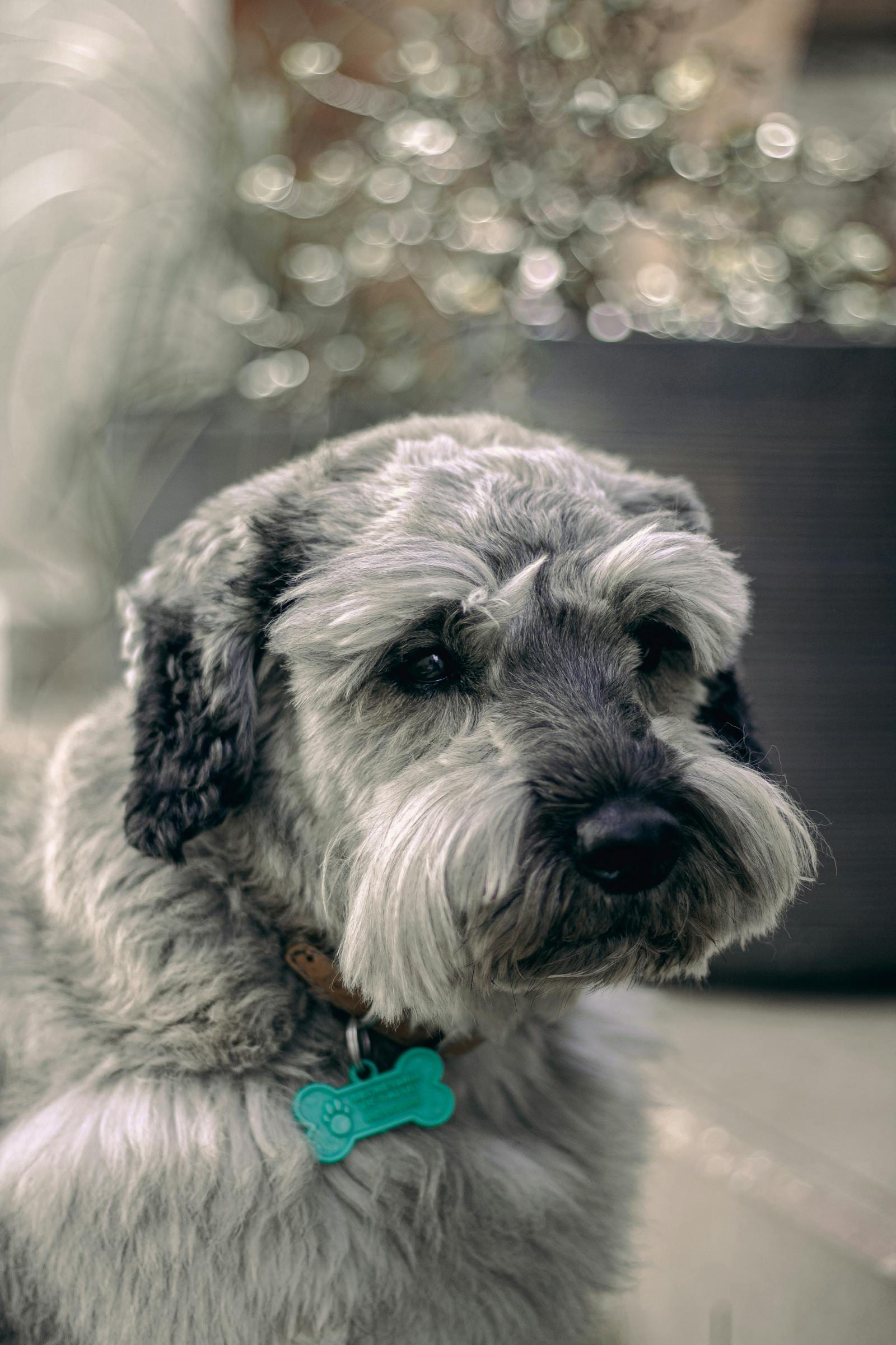 Soft Coated Wheaten Terrier