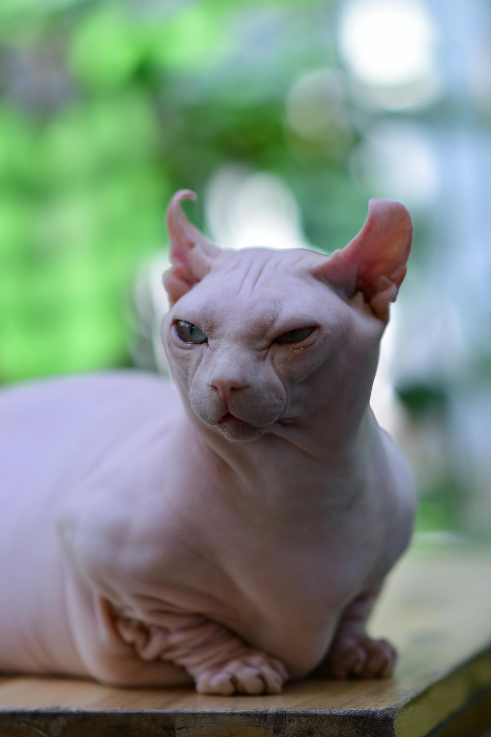 Sphynx
