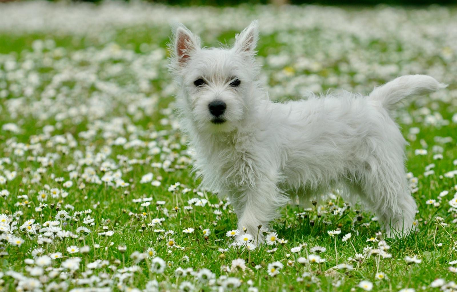 West Highland White Terrier